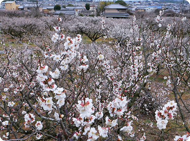 青谷梅林