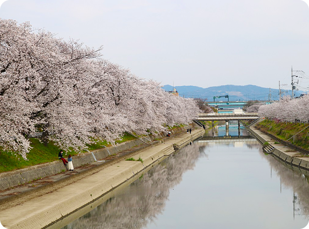 前川堤の桜並木