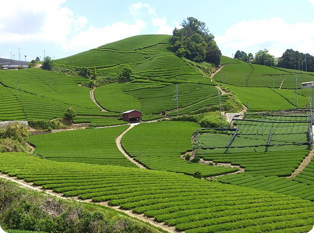 石寺の茶畑
