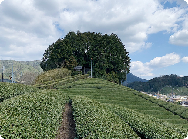 安積親王陵墓