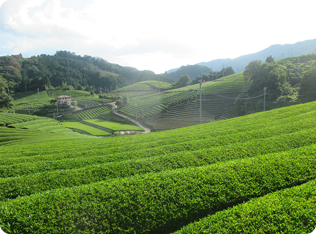 和束茶