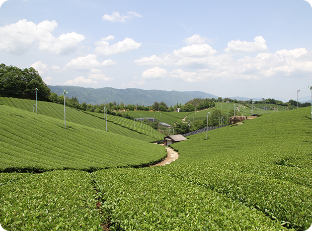 白石開墾（茶園風景）